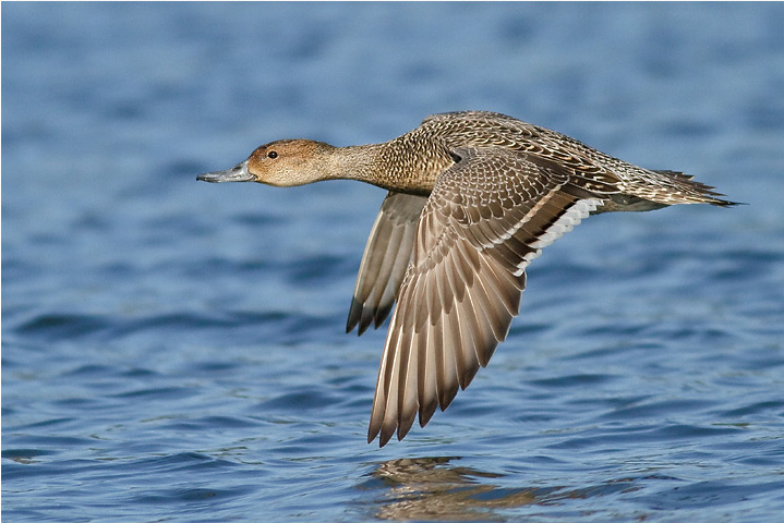 Northern Pintail Cute Wallpapers