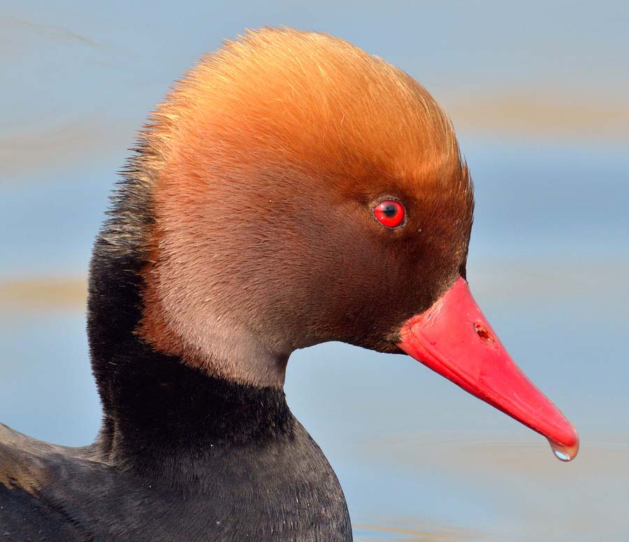 Red Crested Pochard Face Pics