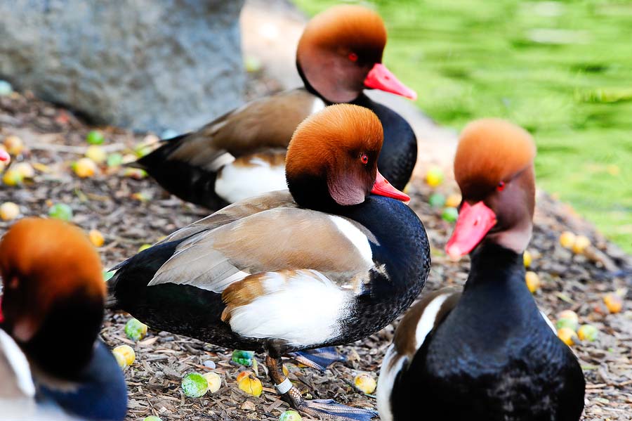Red Crested Pochard Group Photos