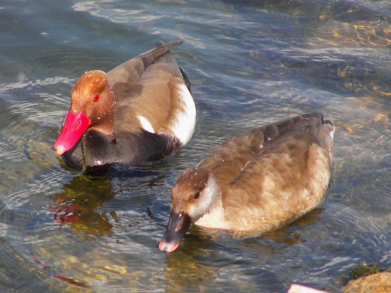 Red Crested Pochard Pair Photos