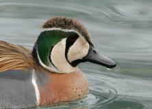 baikal teal pictures