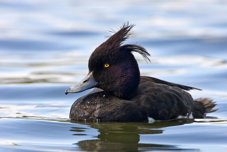 Tufted Duck Male Photos
