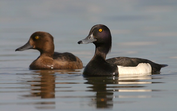 Tufted Duck Pair Pictures