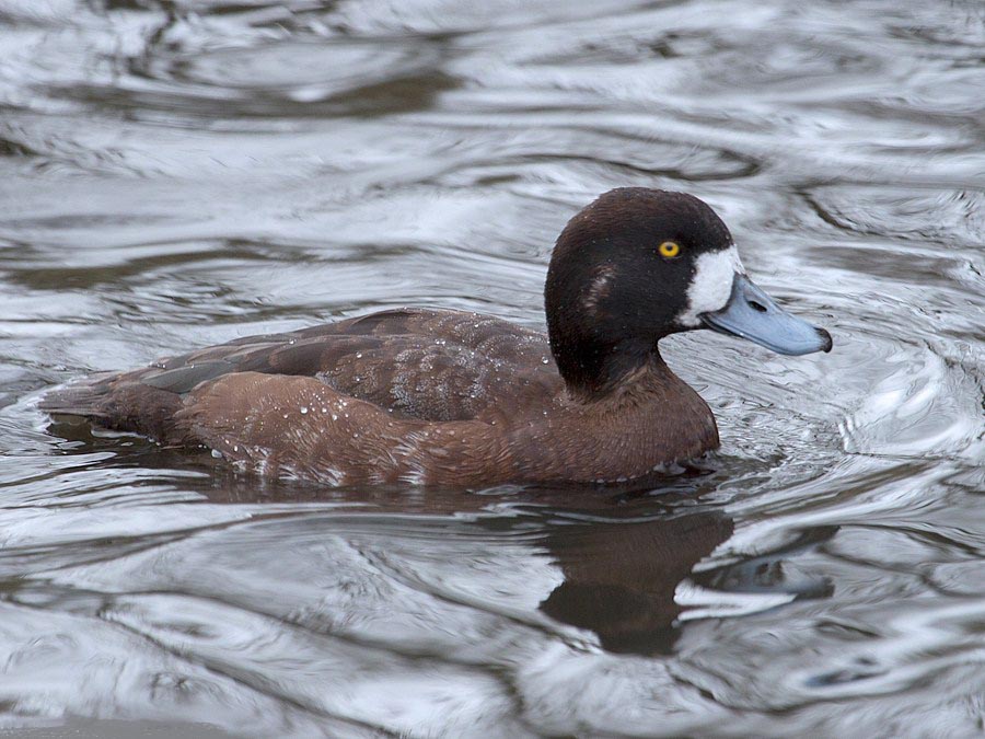 Tufted Duck Pictures