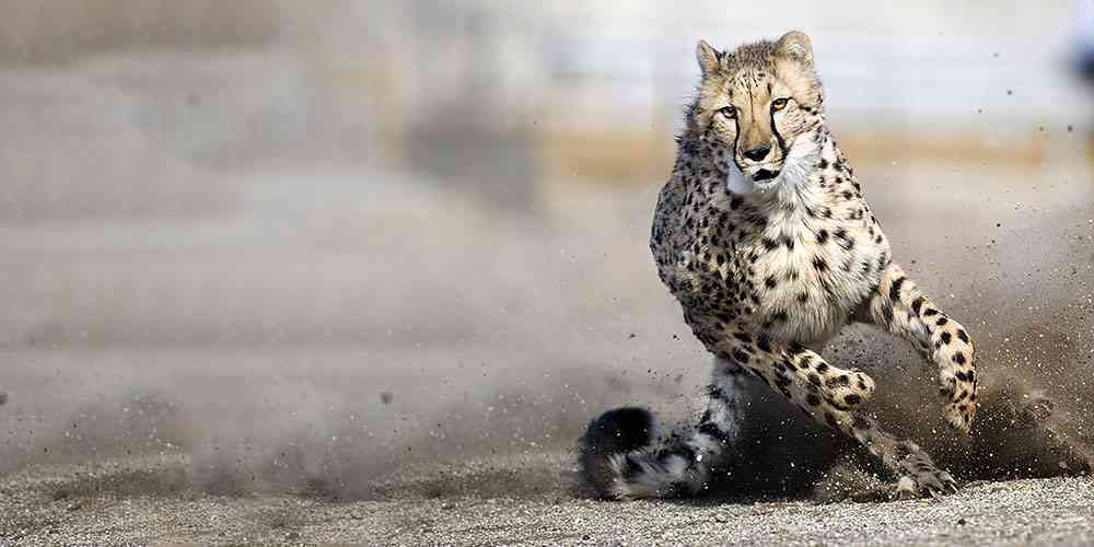 Cheetah Animal Desktop Photos