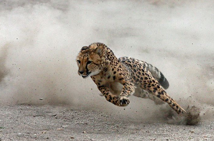 Cheetah Running Wallpaper