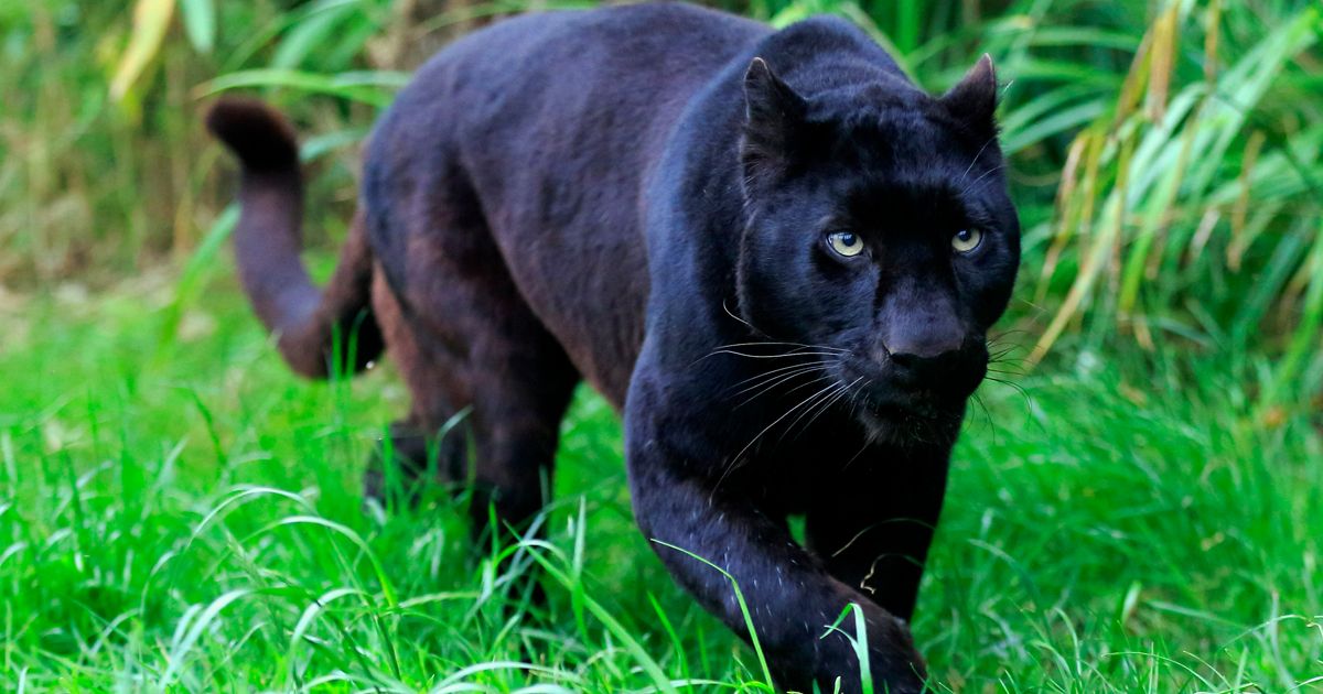 Black Panther Animal In Garden