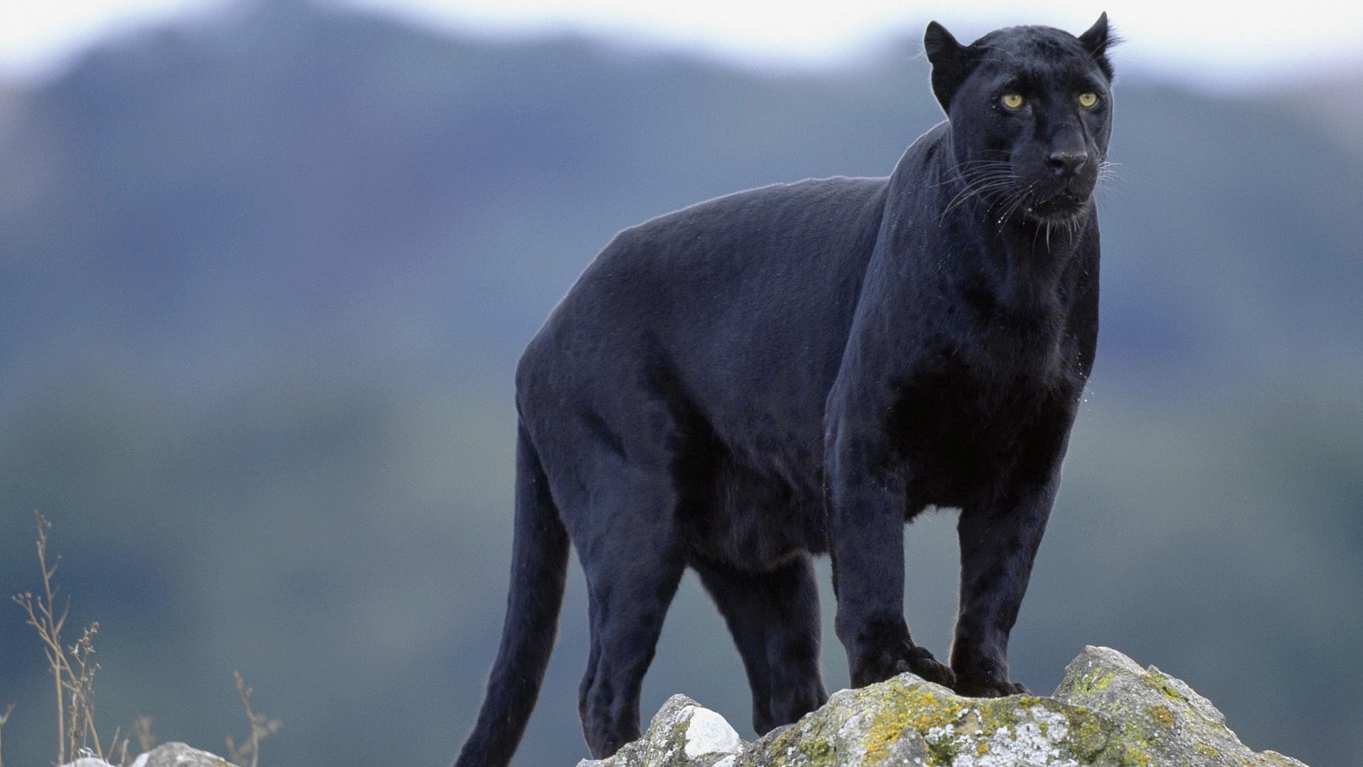 Black Panther In Mound