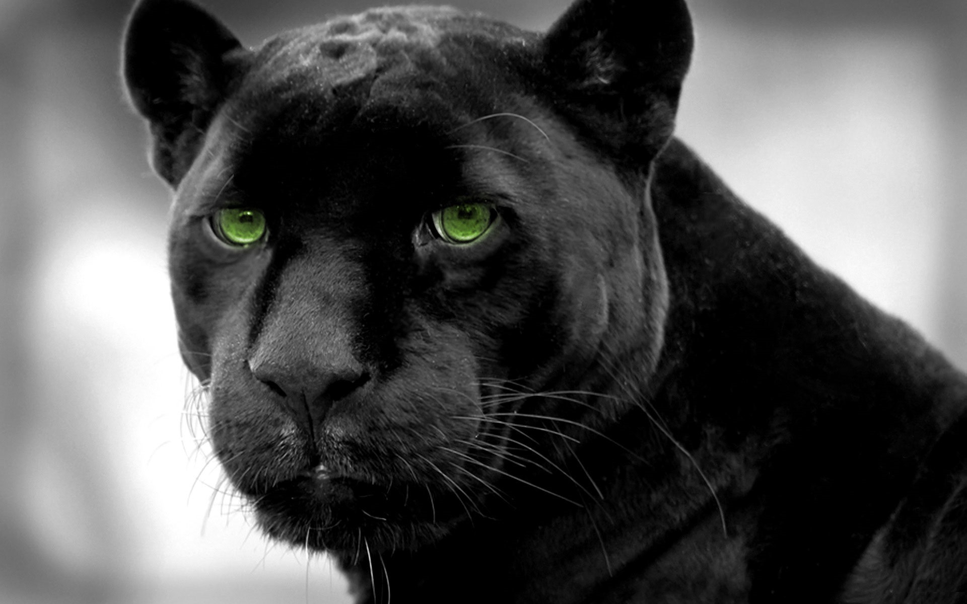 Black Panther With Green Eyes Wallpaper