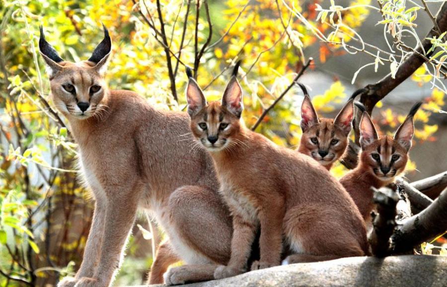 Caracal Many Animal Pictures