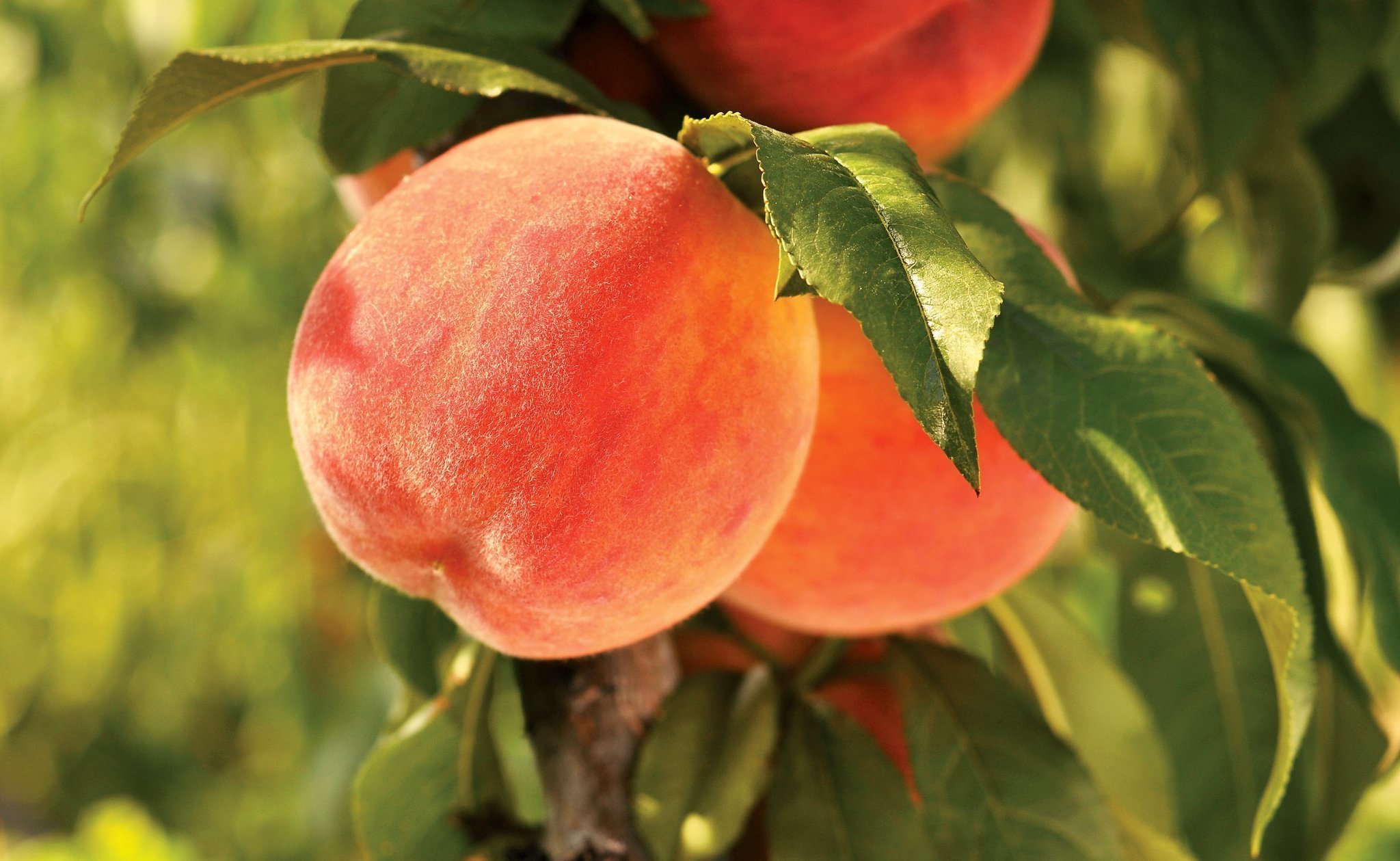 Peach Fruit Hd Wallpapers