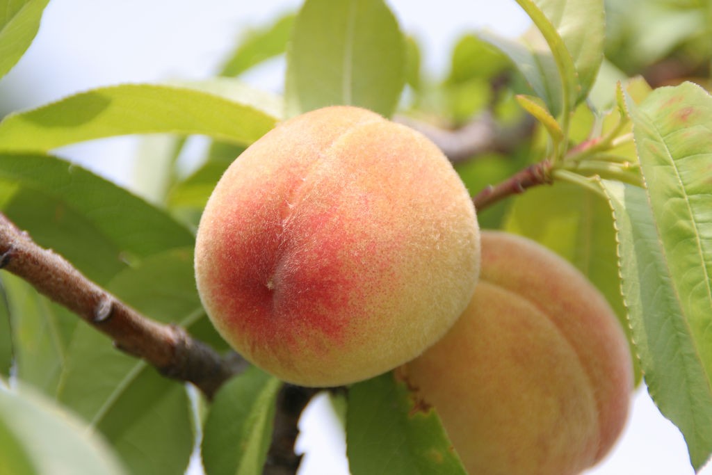 Peach Tree With Fruit Photos
