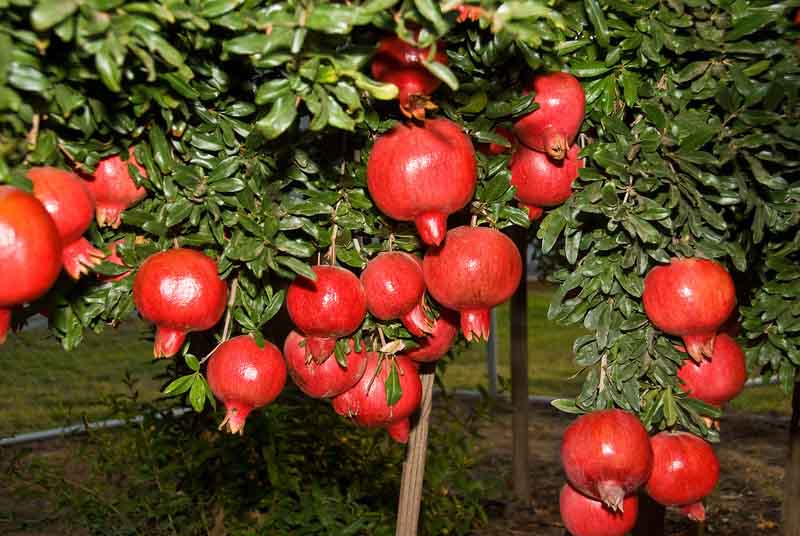 Pomegranate Tree With Fruits Photos