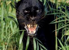 Black Panther Animal Pictures