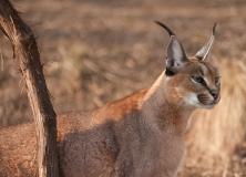 caracal animal pictures