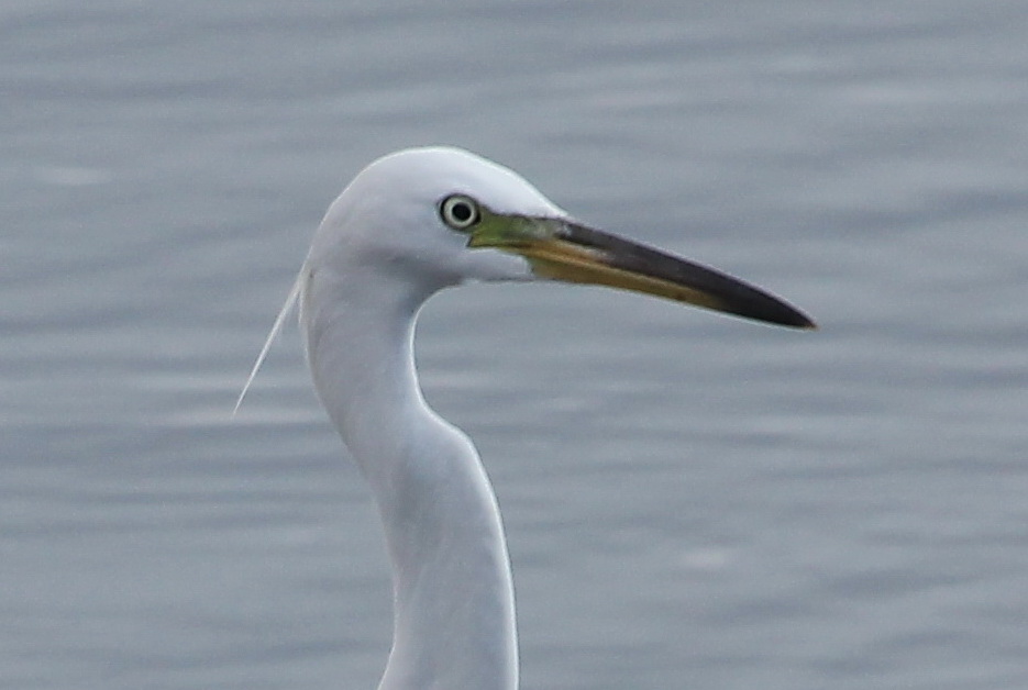 Chinese Egret Face Photos