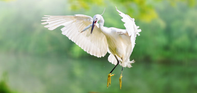 Chinese Egret Fly Desktop Wallpapers