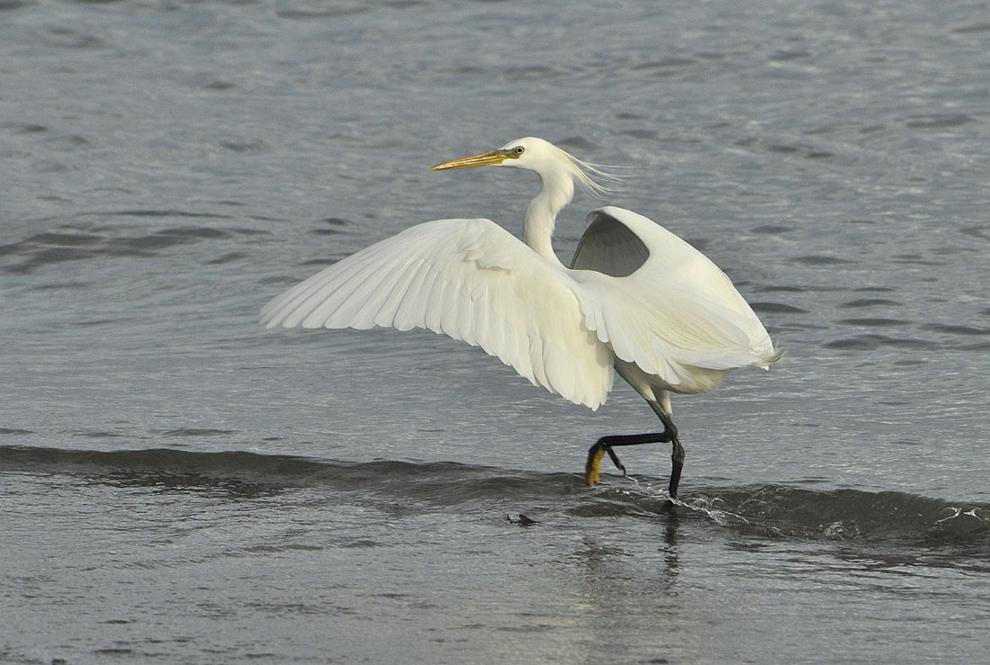 Chinese Egret Pictures
