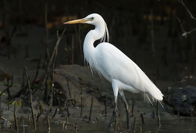 Chinese Egret Wallpapers
