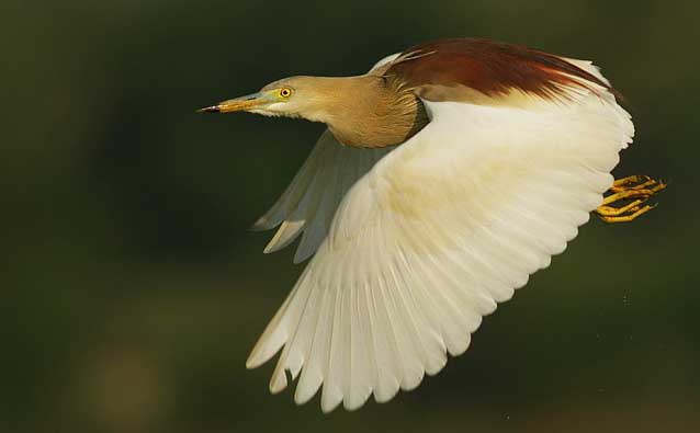 Indian Pond Heron Flying Photos