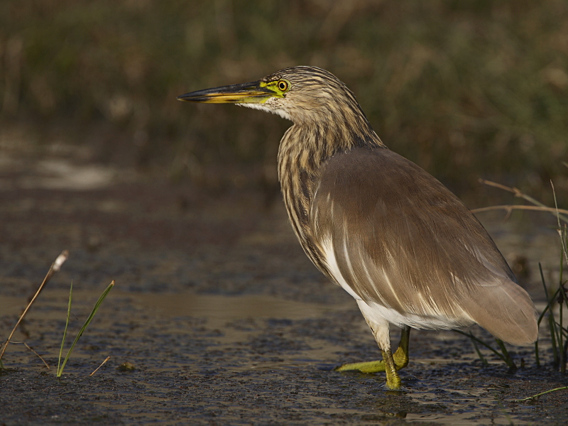 Indian Pond Heron Pictures