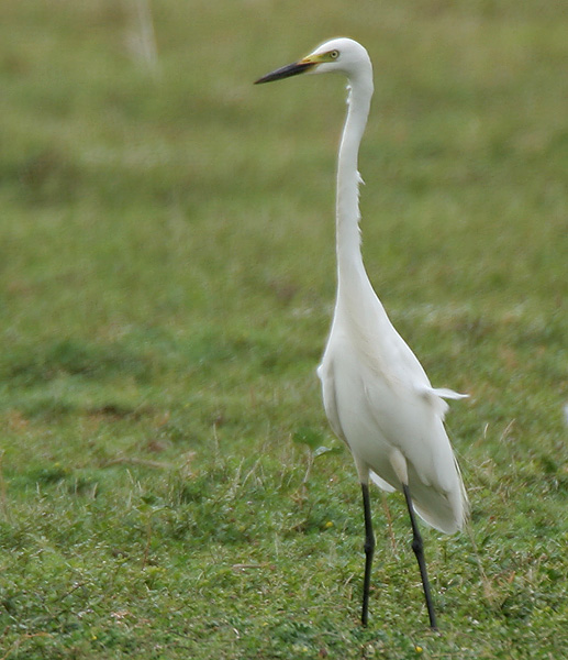 Intermediate Egret Land Photos