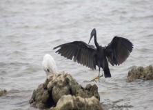 pacific reef heron pictures