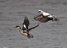 smew duck pictures