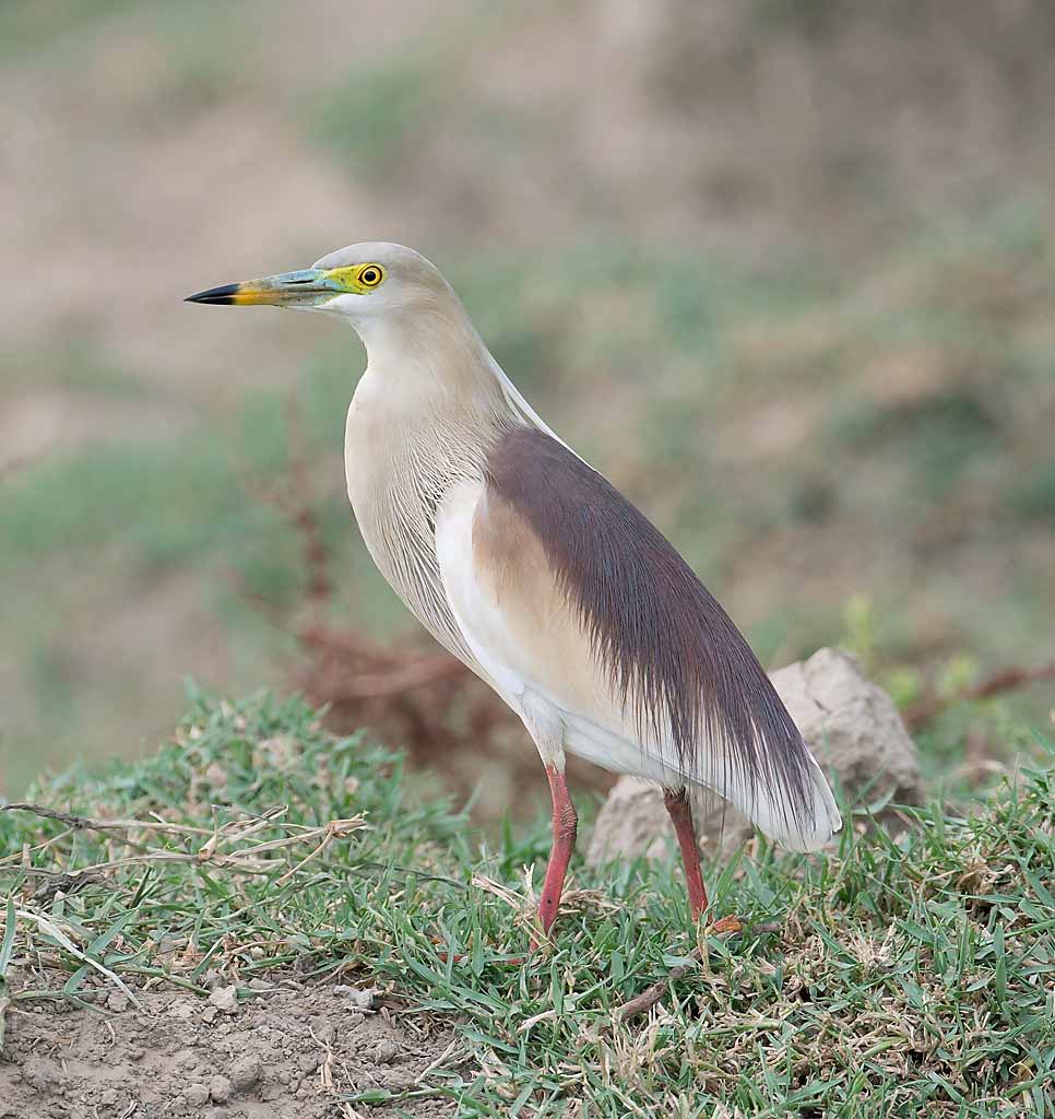 White Indian Pond Heron Pictures