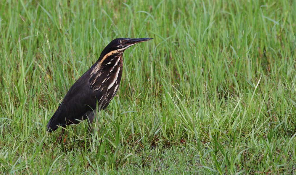 Black Bittern Male Pictures