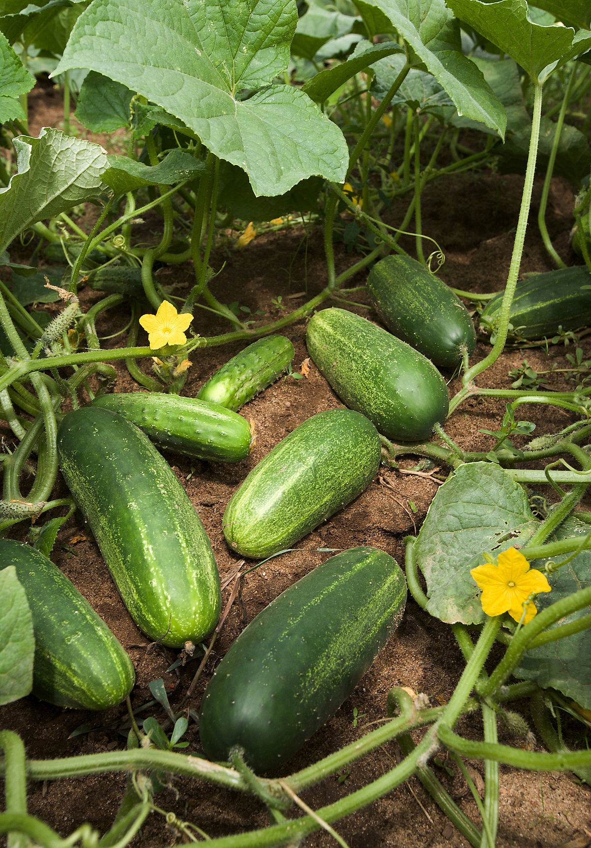 Cucumber Fruit In Plant Photos