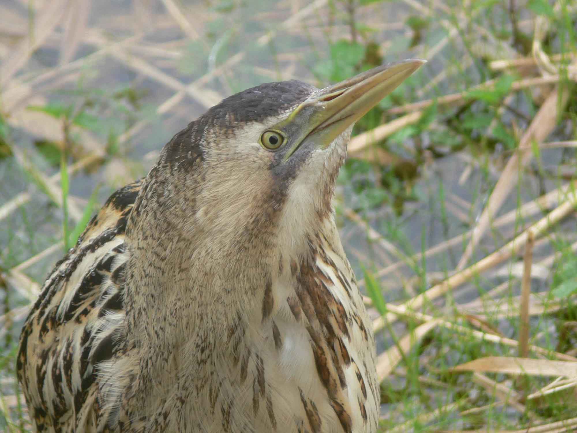 Great Bittern Face Pictures