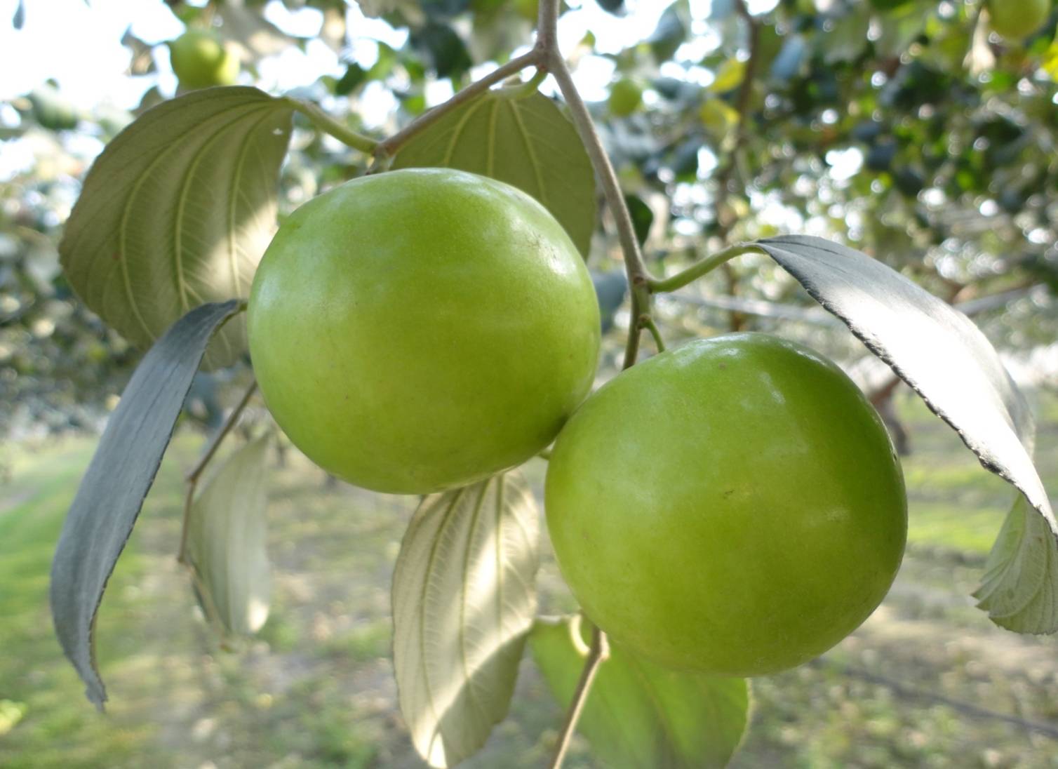 Indian Jujube Fruits Gallery
