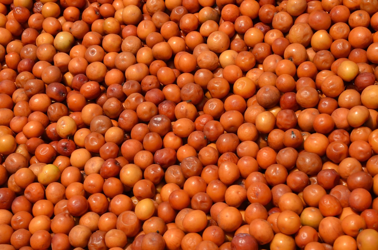 Indian Jujube Many Fruits Pictures