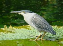 striated heron pictures
