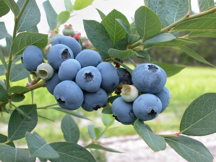 Blueberry Fruit Hd Wallpaper With Leaf
