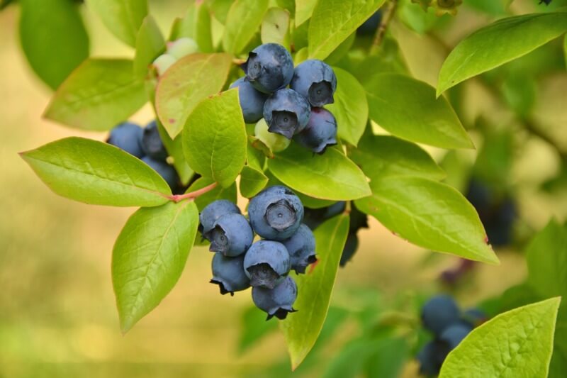 Blueberry Fruit Wallpaper