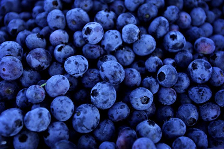 Many Blueberry Fruit Pictures