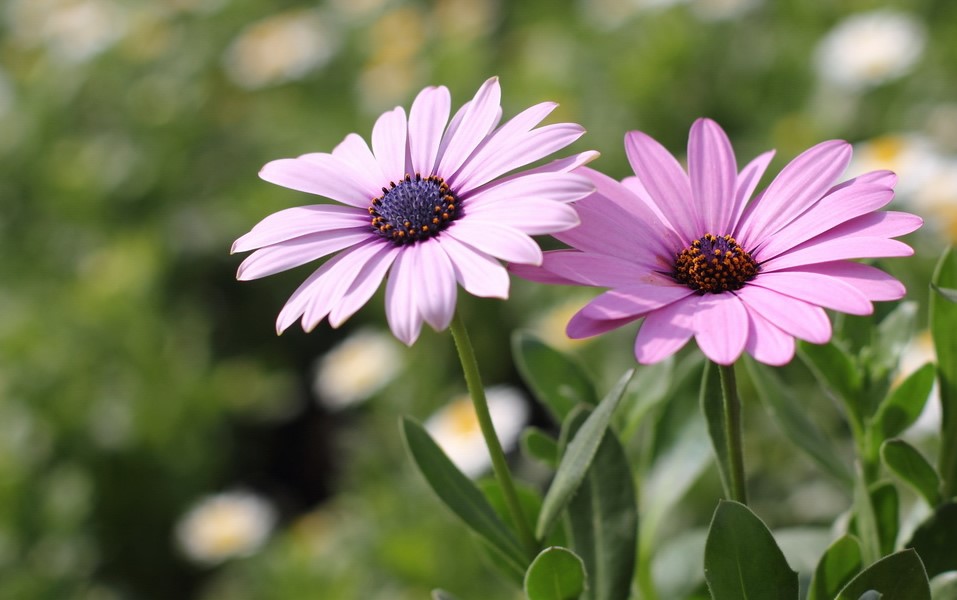 African Daisy Cute Pictures