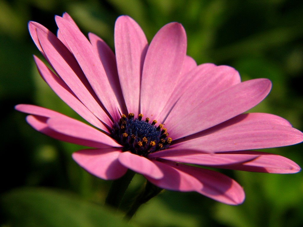 African Daisy Flower Wallpapers