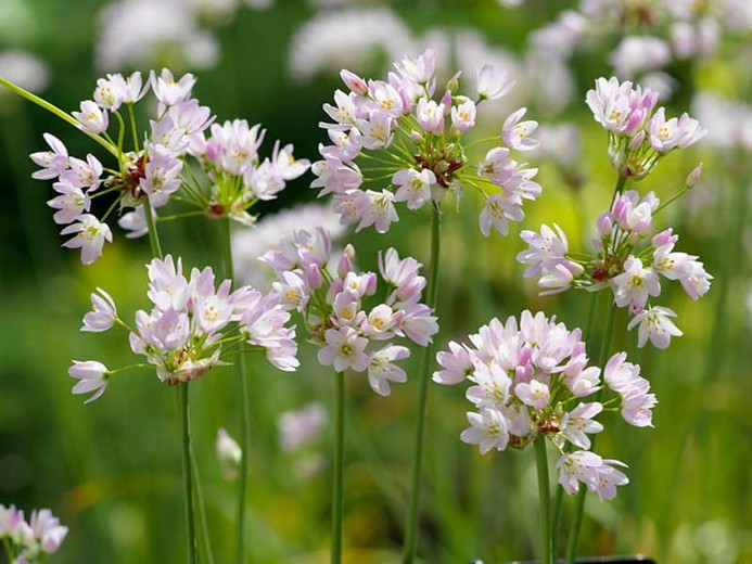 Allium Roseum Flower Pictures