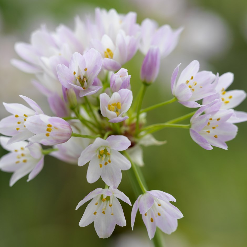 Allium Roseum Hd Flower Photos