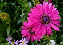 african daisy flower pictures