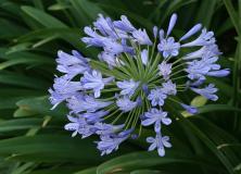 agapanthus flower pictures