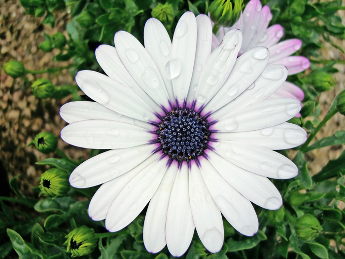 White African Daisy Flower Images