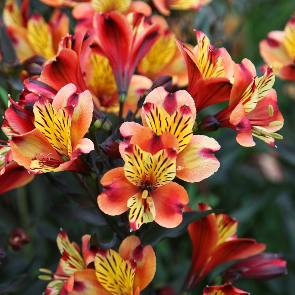 Alstroemeria Colorful Flowers Photos
