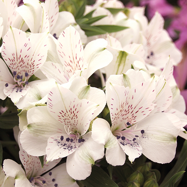 Alstroemeria White Flowers Images