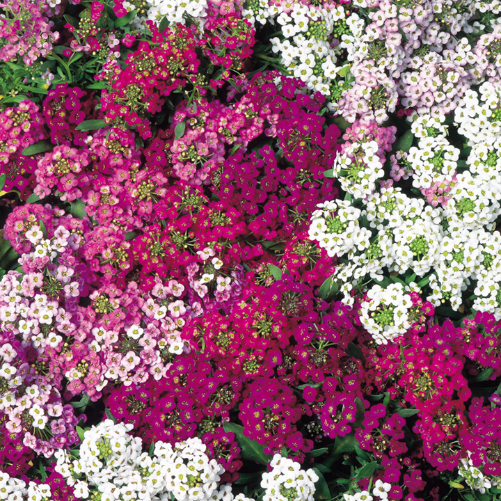 Alyssum Colorful Flowers Photos