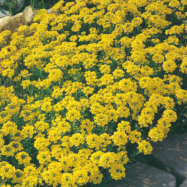 Alyssum Yellow Flowers Pictures