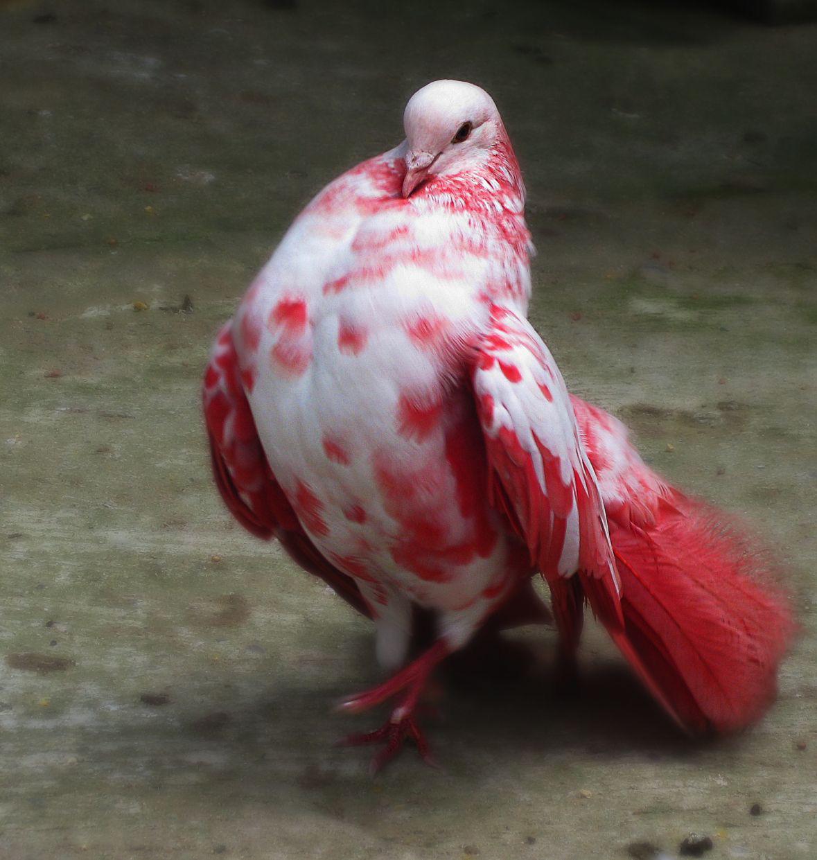 Beautiful Red With White Fancy Pigeon